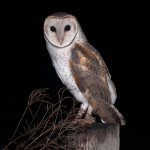 Common Barn owl_Tyto-alba