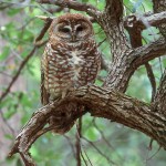 Enterprise_Spotted Owl_Strix-occidentalis