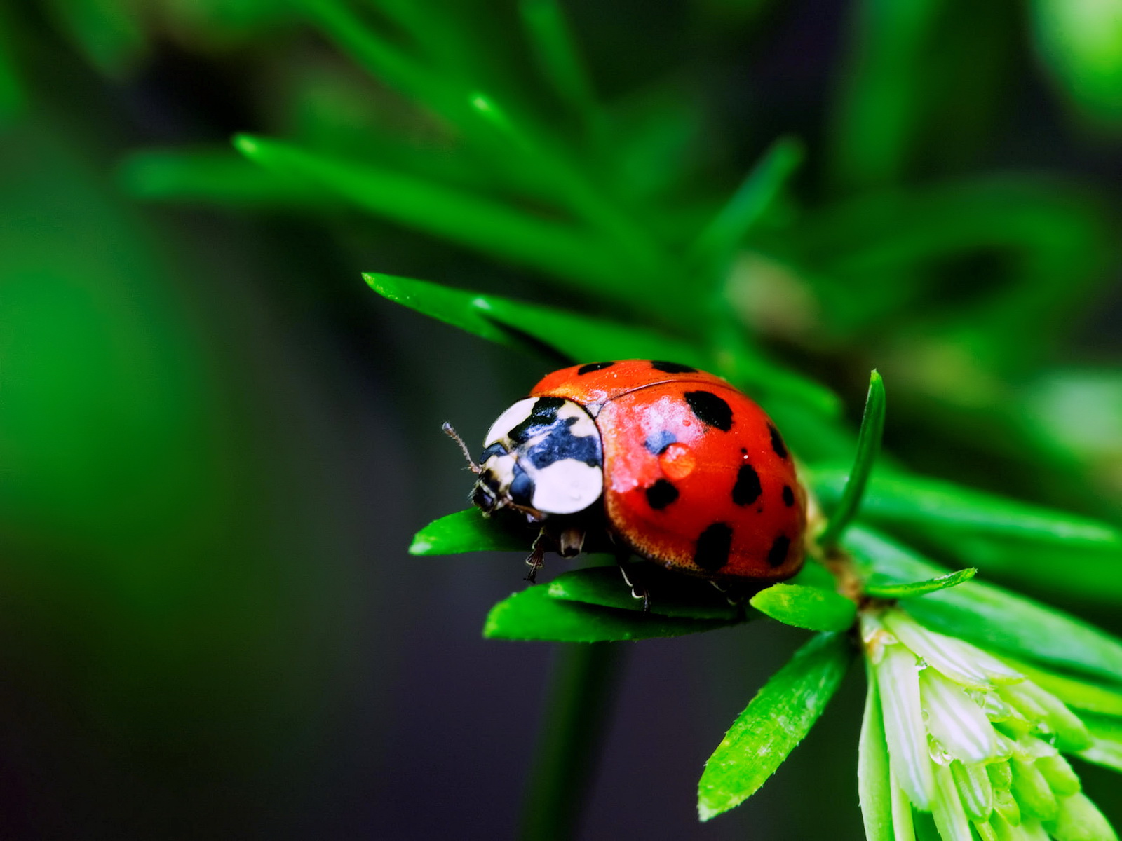 Ladybug–Fly Away Home!