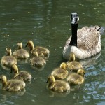 National.geographic.canada-goose
