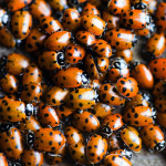 ladybug.image.google
