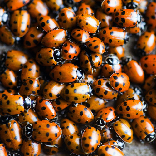 Ladybug–Fly Away Home! | Paul Stein